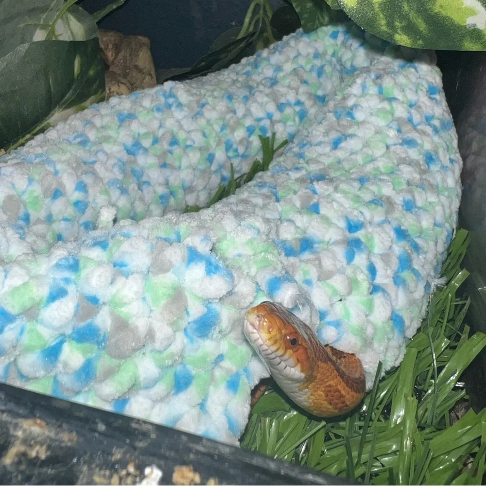 Snake cozy-o